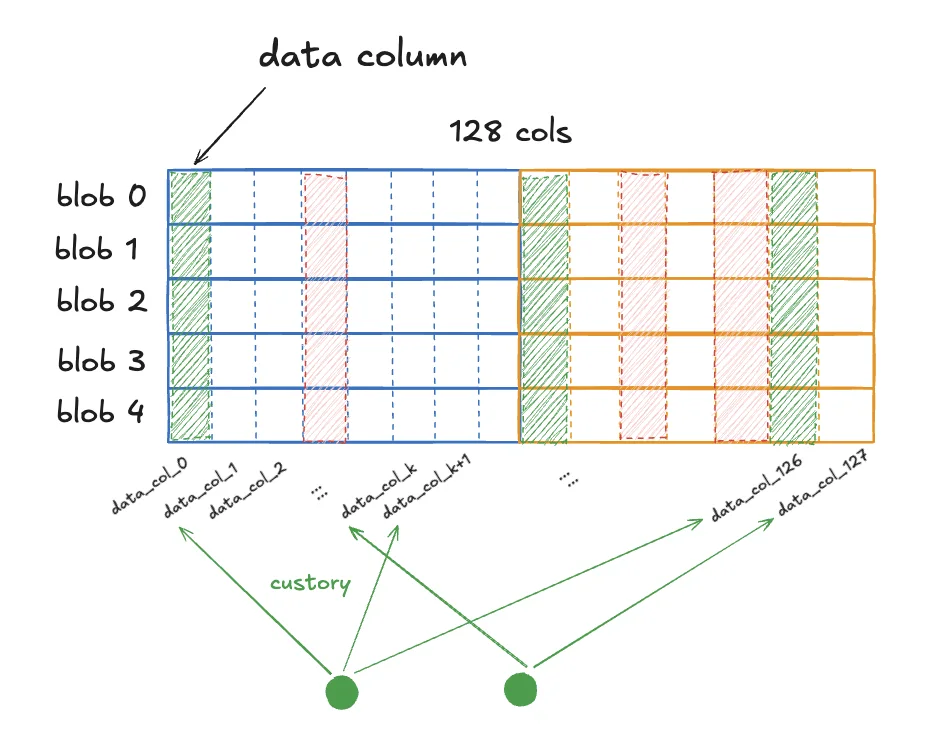 PeerDAS organizes blob data into columns assigned to different nodes.